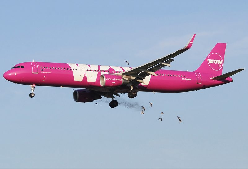 Birds causing a problem at your airport? We have it sorted