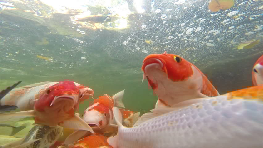 Do you need to heat Koi Ponds?