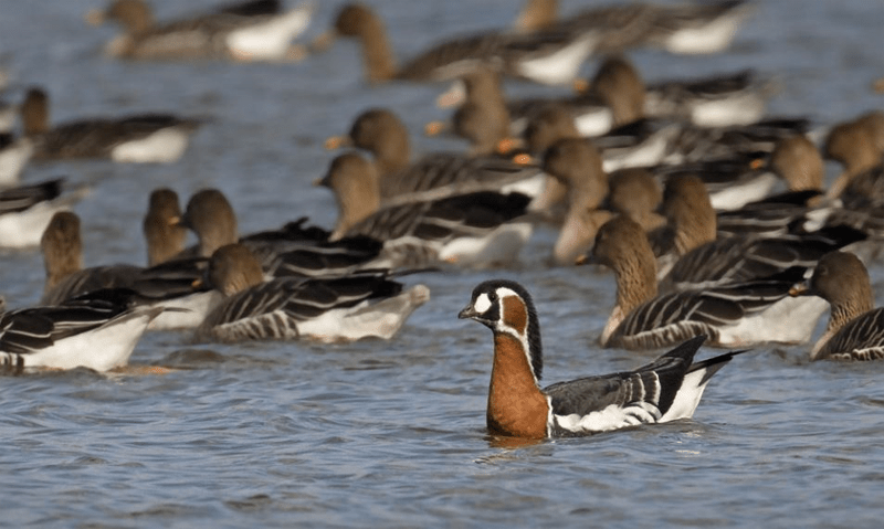How common is it for a plane to hit a bird?